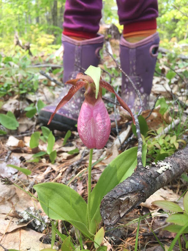 lady slipper.jpg